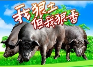 瘦肉精催生定制豬肉 土豬大受歡迎